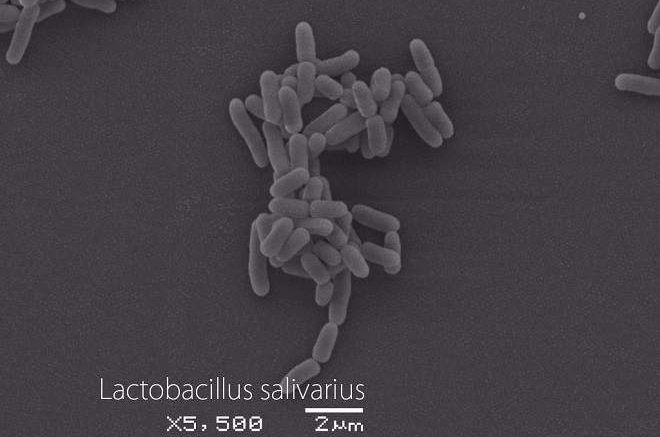 lactobacillus salivarius