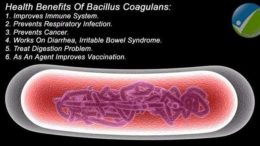 bacillus coagulans