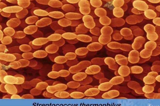 streptococcus thermophilus