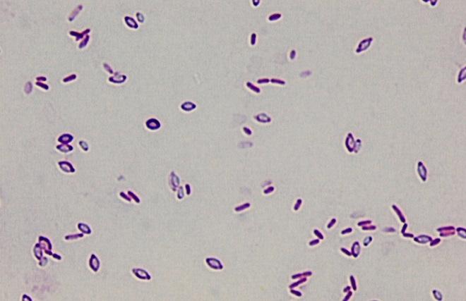 bacillus laterosporus