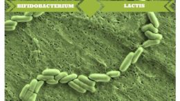 Bifidobacterium Lactis
