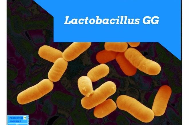 lactobacillus gg